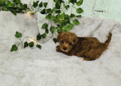 Toy poodle bebekler